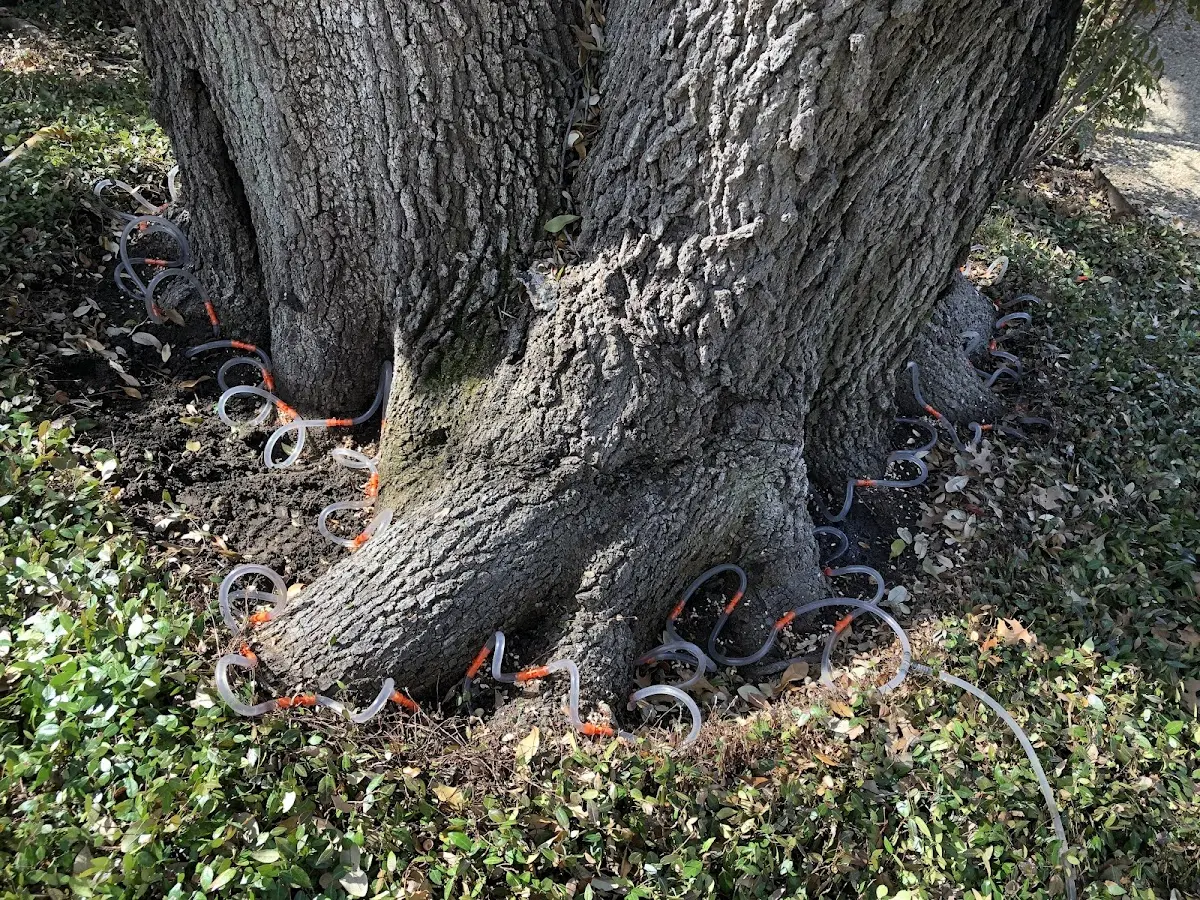 Detailed Tree Cabling and Bracing job site in Senatobia