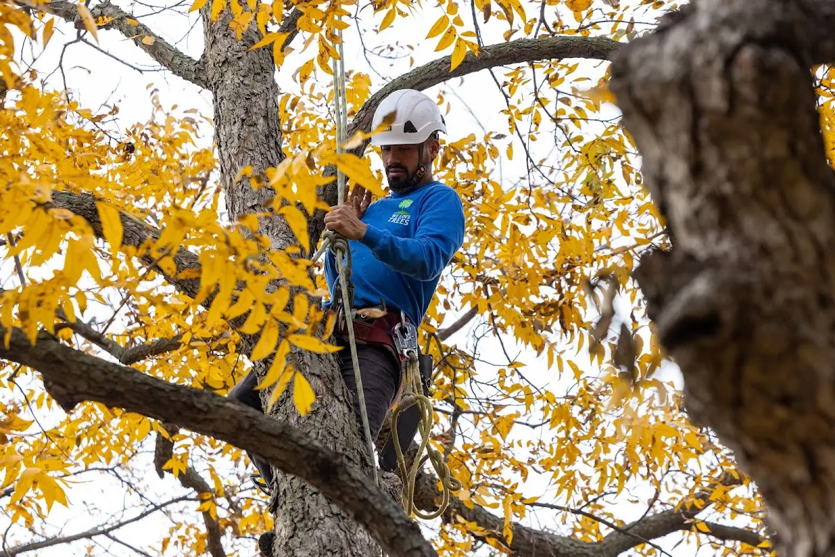Skilled Tree Planing crew working in Senatobia